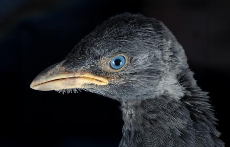 Close-up of a bird's head with blue eye and yellow beak. COGPOP, CREAF