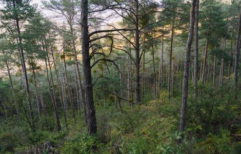 arbres_absorcio_carboni