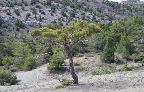 Pino_silvestre_Escocia_M_Mencuccini