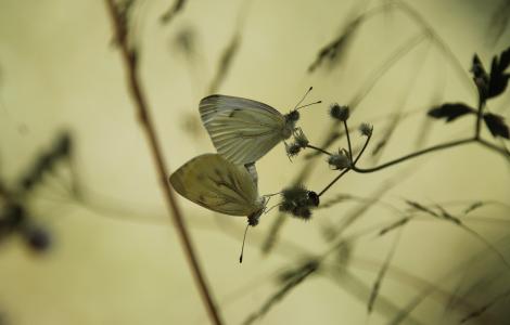Pieris napi JordiCasals