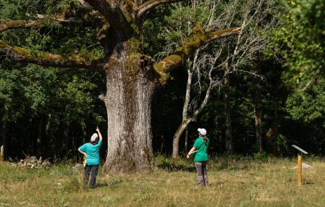 Two people examining a large tree in a field.