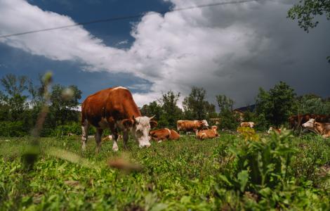 Vaques_pasturant_Galdric Mossoll
