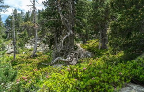 boscos_mediterranis_galdric_mossoll