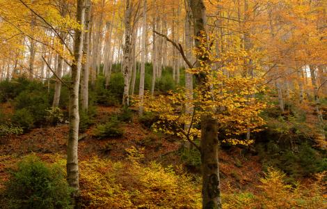 Fageda_Galdric_Mossoll 