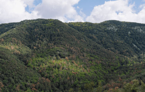 Mountain covered in dense green and brown trees under a cloudy sky.