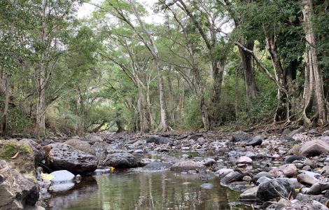 Bosque de ribera Nicaragua 