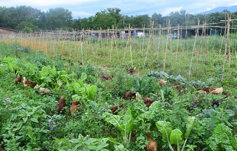 Planeses regenerative agriculture