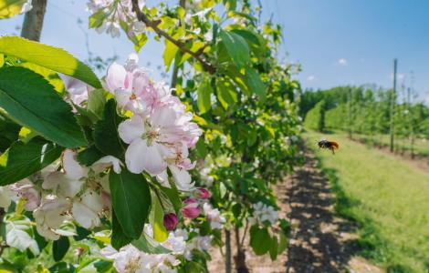 Close-up of apple blossoms, orchard in the background.