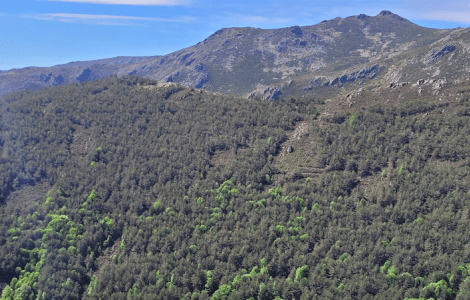 Mountain range with dense forest and blue sky.Parque Natural de la Sierra Norte de Guadalajara, uno de los casos demostrativos del proyecto LIFE RedBosques_Clima.