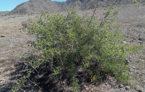 Ginjoler al Parc Natural de Cabo de Gata-Níjar (Ziziphus lotus). Eduardo Milla CCBY