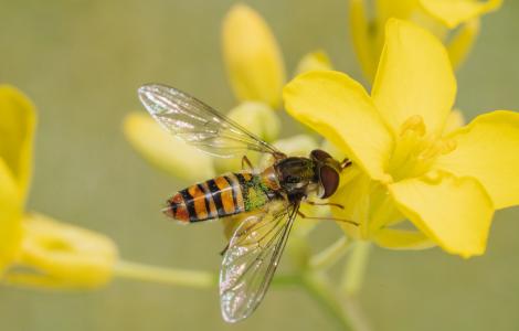 Bee on a yellow flower with green leaves.