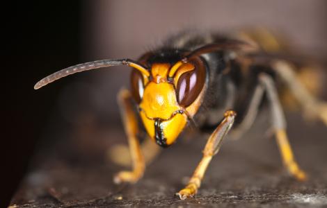 Close-up photograph of a hornet with an orange head and black eyes.