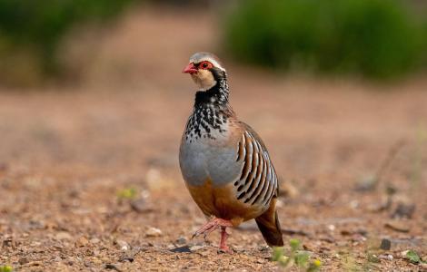 A partridge bird with red beak and eye mask, standing.