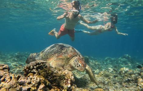 People snorkeling with a sea turtle underwater.