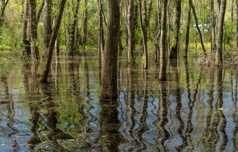 Roureda inundada de Tordera