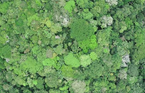 Aerial view of a lush green forest canopy.