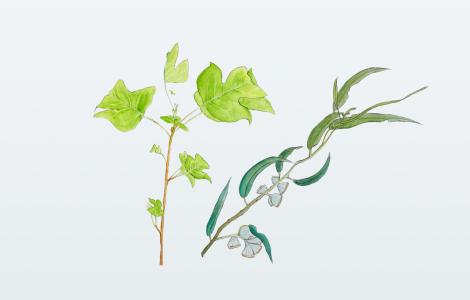 Branques de plantes il·lustrades: vinya i olivera.