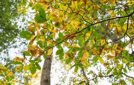 Overhead shot of autumn leaves changing color; some are yellow and some are green.
