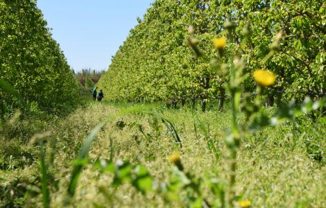 Rows of trees in an orchard with grass in the foreground.