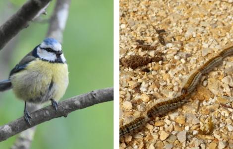 Blue tit perched on a branch, caterpillars on the ground.
