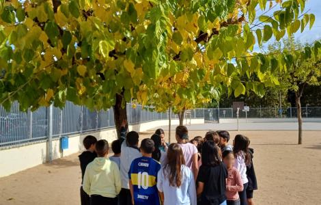 Alumnat treballant amb el projecte RitmeNatura a l'Escola Dr. Carulla. Autor: CREAF