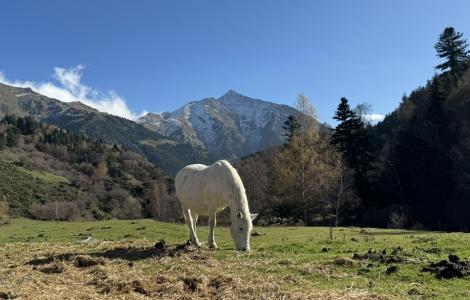 White horse grazing in a green pasture with mountains in the background.