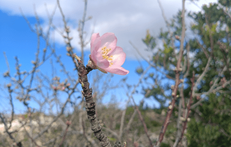 Pink flower blooming on a branch against a blue sky.