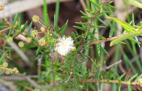Acacia ulicifolia. Foto: cirolana, iNaturalist CC-BY-NC.