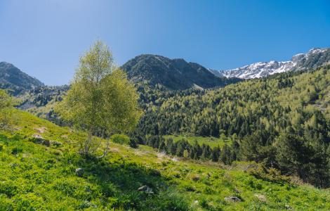 Scenic view of mountains with lush green trees and blue sky.