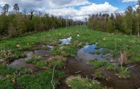 Aerial view of a marsh with lush green grass and trees.