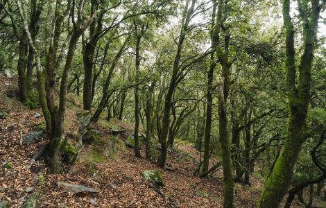 Forest with lush green trees and brown fallen leaves.