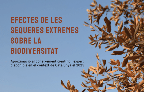 Brown leaves against a blue sky, text overlay in Catalan.