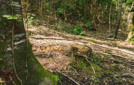 Stump in a sunny forest with lush green moss and foliage.