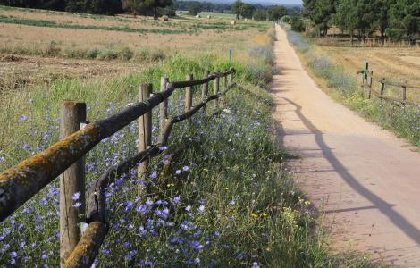 A dirt road stretches between fields, with a wooden fence and wildflowers in view.
