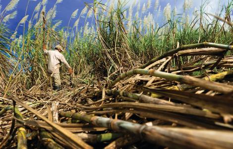 Man walking through sugarcane field.