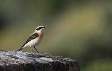 A small bird with a black and white wing perched on a rock.
