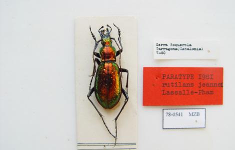 A beetle specimen on white background, with labels.