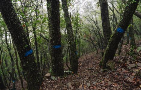 Parcel·la experimental de Prades (Catalunya). Autoria: Galdric Mossoll