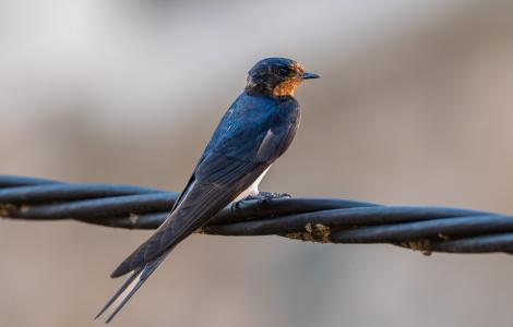 Swallow bird perched on a black wire, close-up.