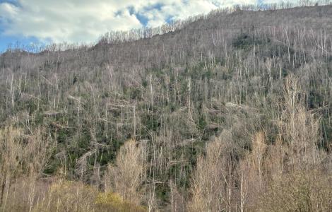 Forest of dead trees on a hillside under a cloudy sky.