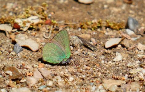 Green butterfly on the ground.