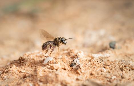 Bee taking flight from sandy ground.
