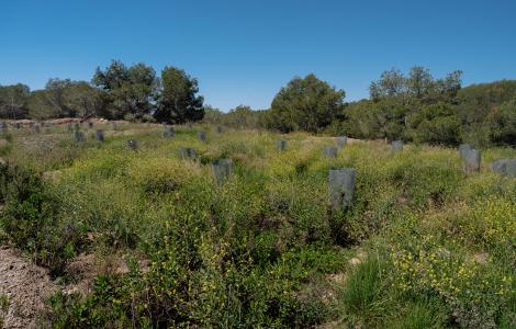 Field of young trees protected by tubes.