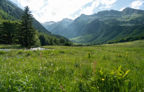 Green meadow with mountains in the distance.