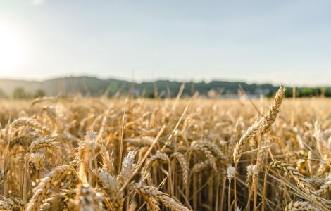 Close-up of a wheat field, illuminated by the sun.