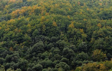 Montseny_Galdric Mossoll