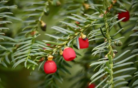 Taxus baccata