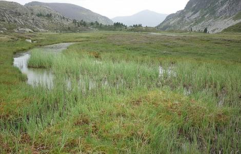 Turbera del Pirineo