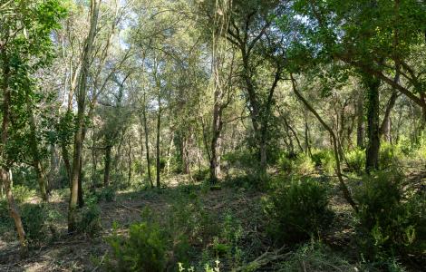 Bosc mediterrani, imatge: Galdric Mossoll