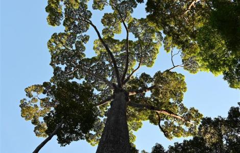 Copa del «Gigante de Sepilok», un meranti amarillo (Yellow Seraya), de 65 metros de altura perteneciente a la familia de las dipterocarpáceas, en el Rainforest Discovery Centre de Sepilok, Sandakan, Sabah (Malasia). Fotografía: Lindsay F. Banin.